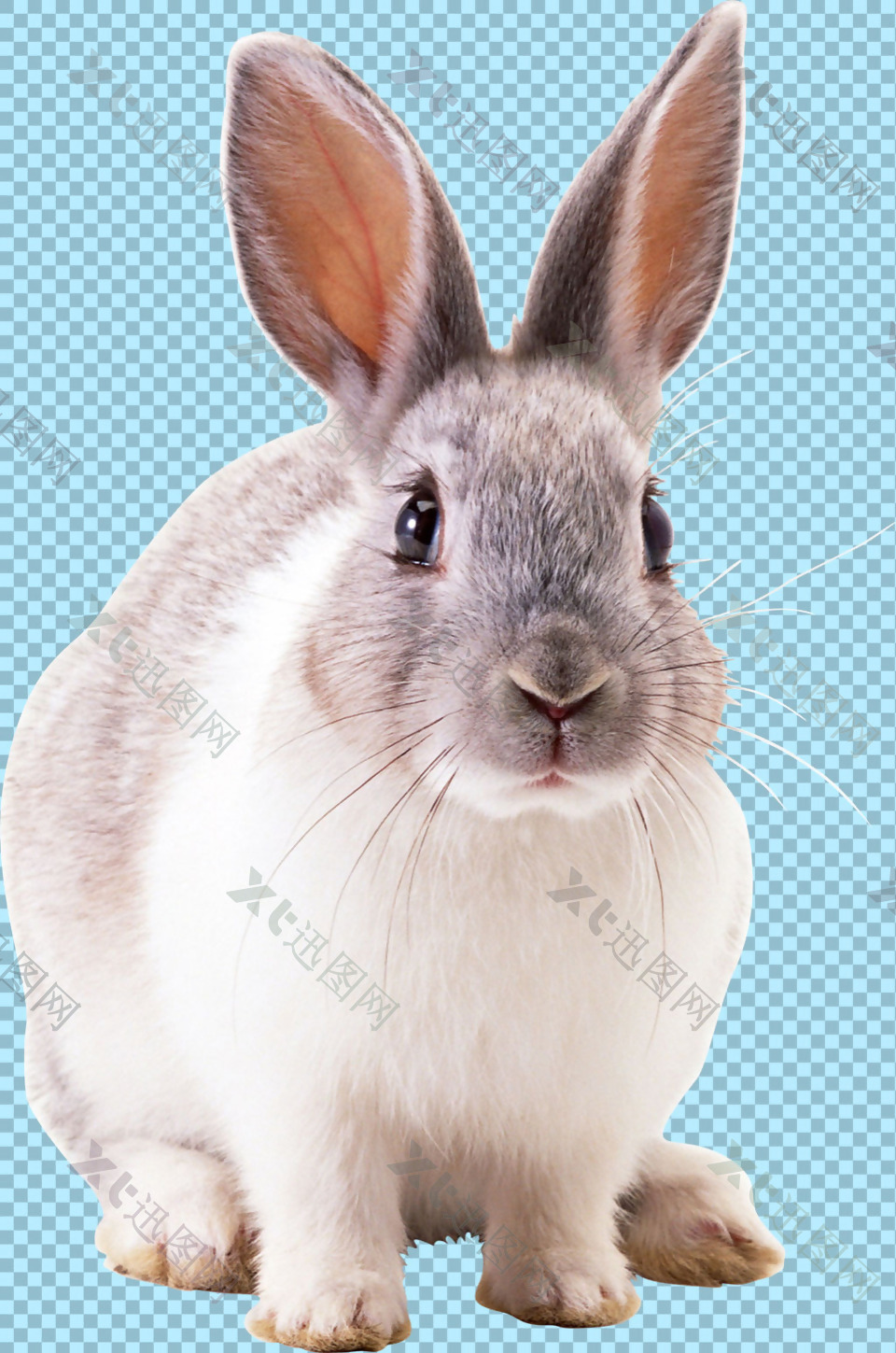 可爱的大耳朵兔子免抠png透明图层素材