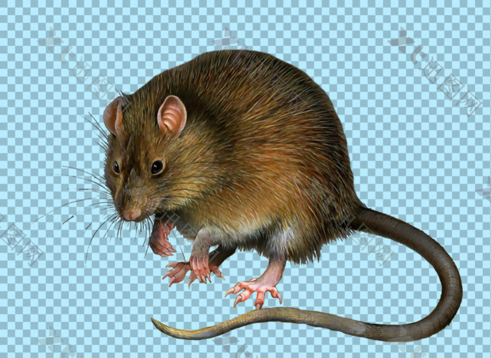 可爱长尾巴老鼠免抠png透明图层素材