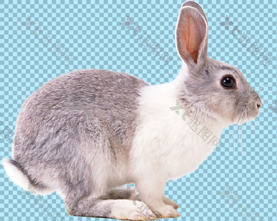 侧面兔子图片免抠png透明图层素材