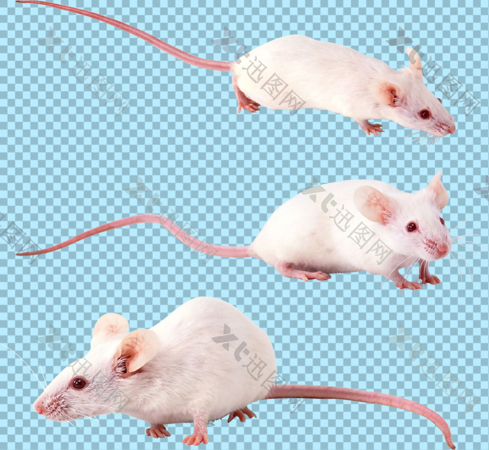 三只白色小老鼠免抠png透明图层素材
