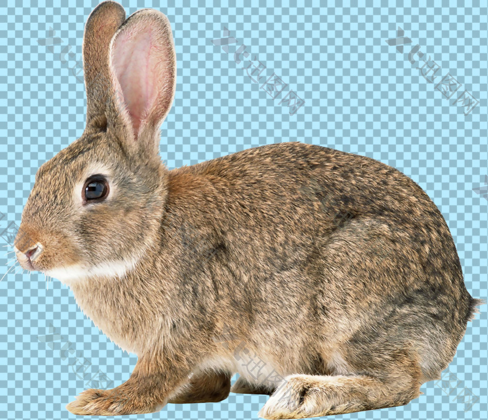 可爱杂毛兔子免抠png透明图层素材