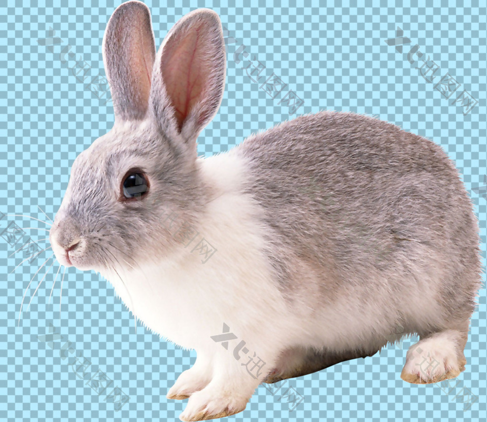 可爱小兔子免抠png透明图层素材