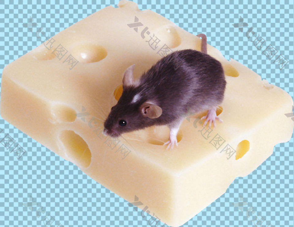吃蛋糕的老鼠免抠png透明图层素材