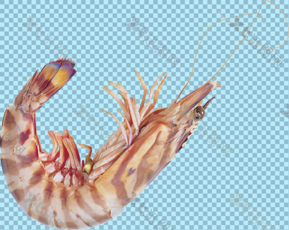 卷着尾巴的小虾免抠png透明图层素材