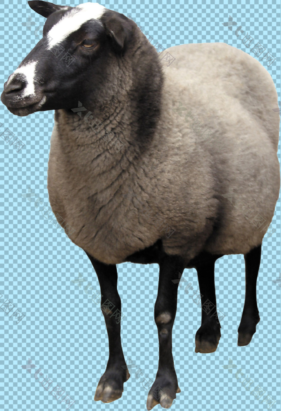 一只温顺的绵羊免抠png透明图层素材