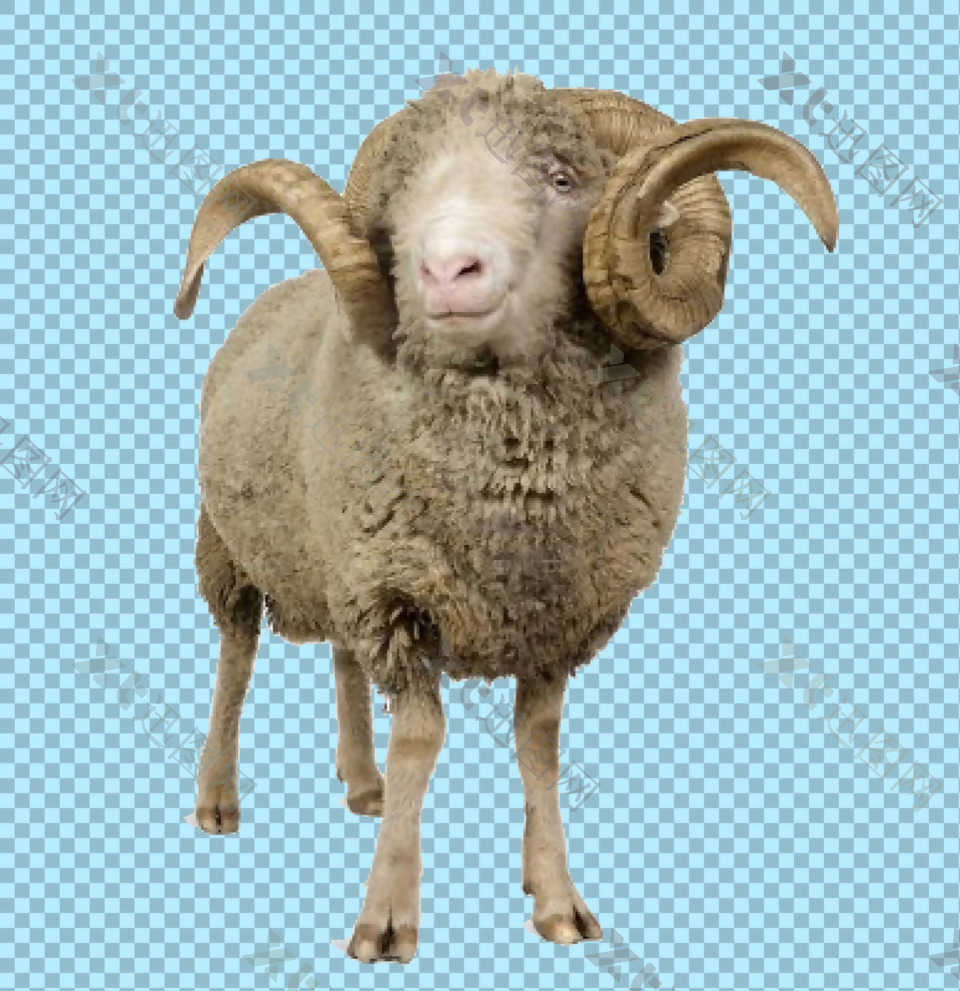 一只公绵羊图片免抠png透明图层素材