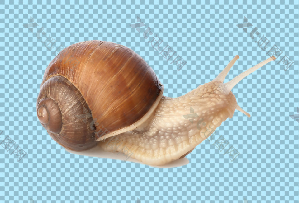 真实蜗牛图片免抠png透明图层素材