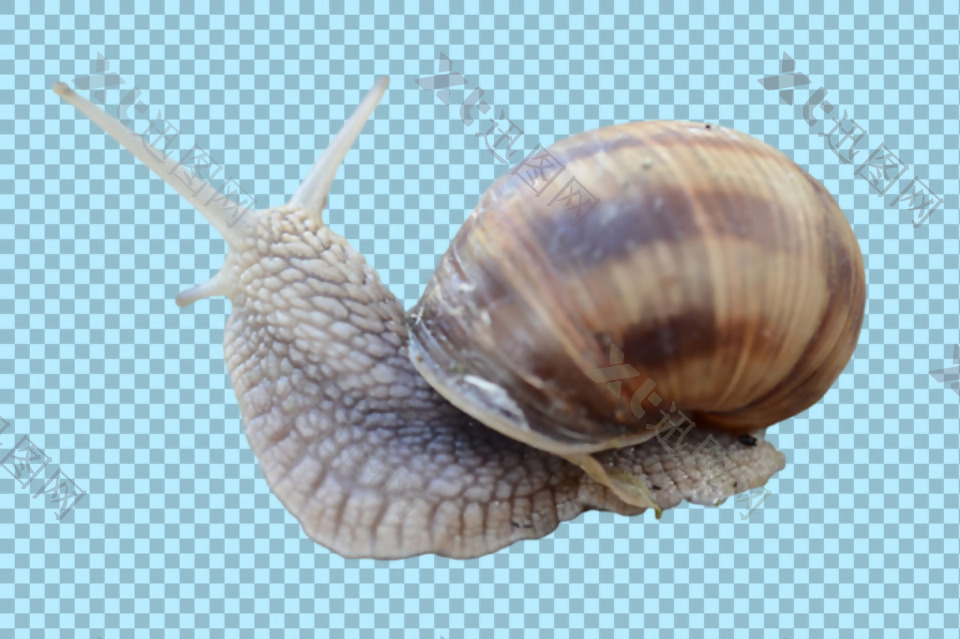 软体动物蜗牛免抠png透明图层素材
