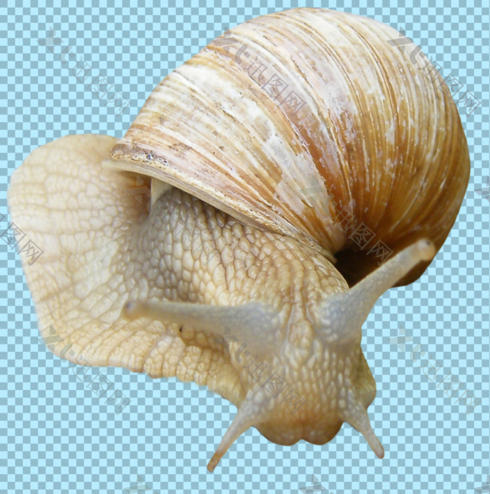 真实的蜗牛图片免抠png透明图层素材