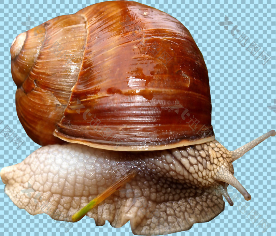 躲壳里的蜗牛免抠png透明图层素材