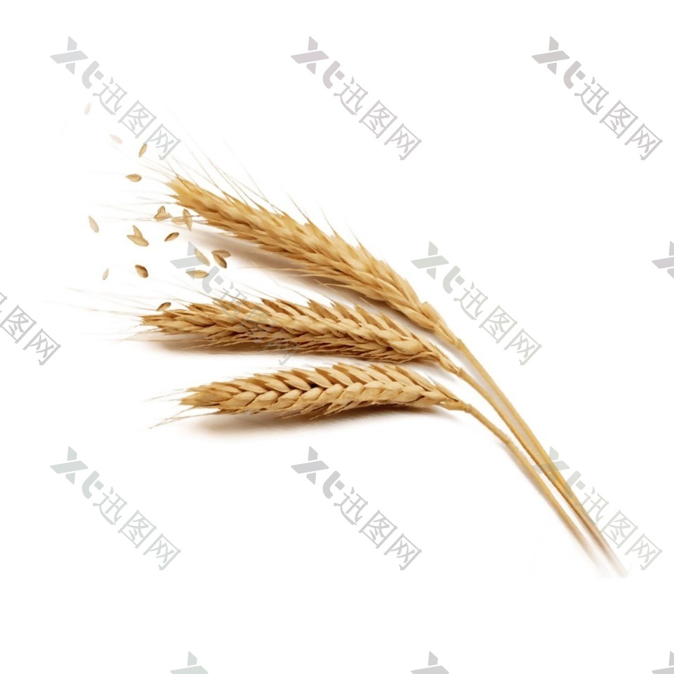小麦穗png透明免扣素材