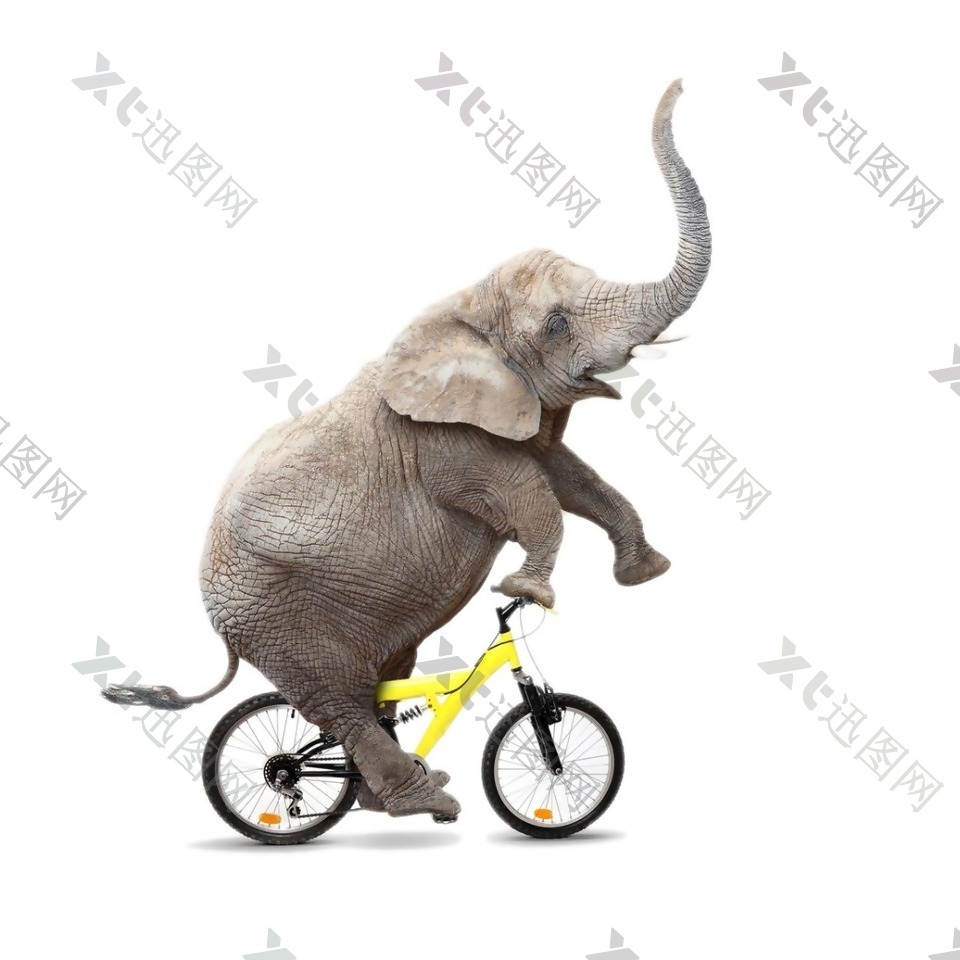 杂质大象骑单车元素