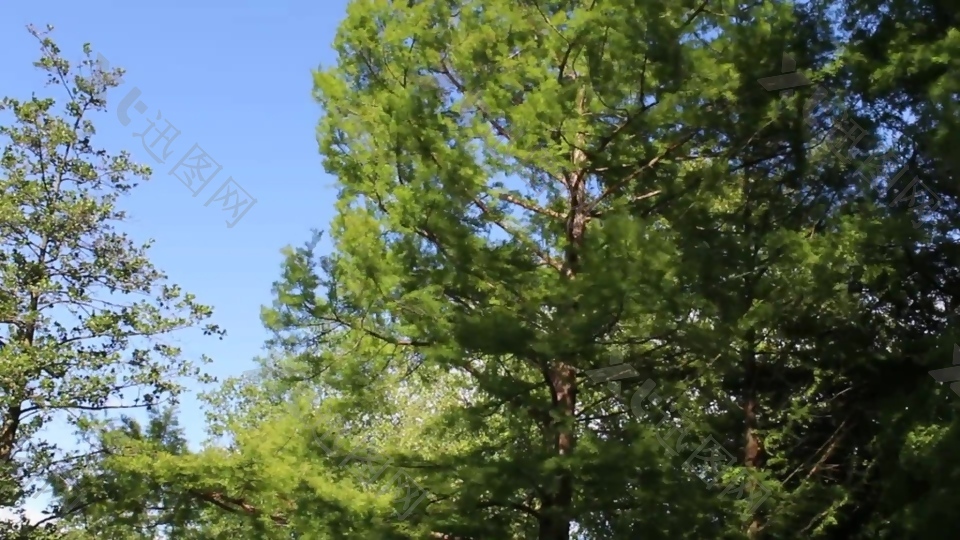 实拍树木叶子天空视频