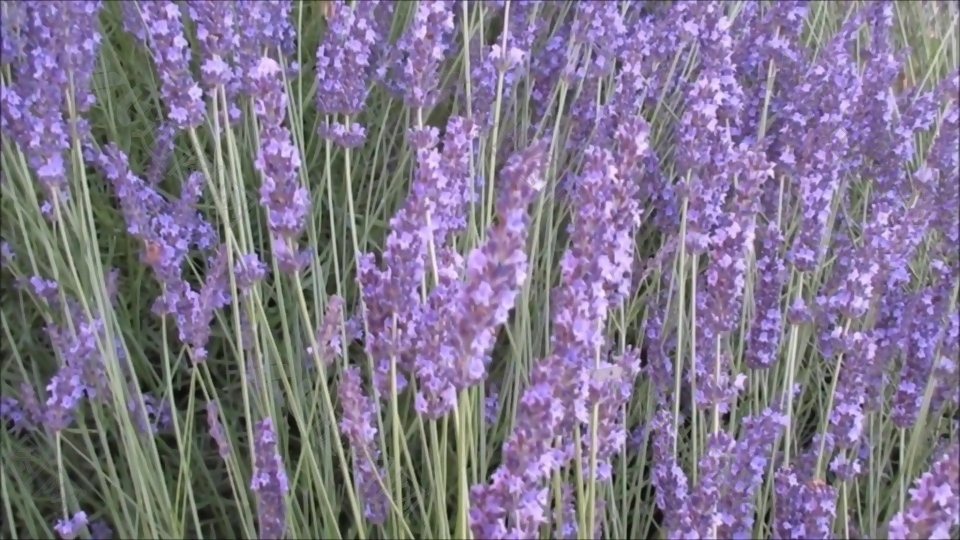 紫色薰衣草花卉视频
