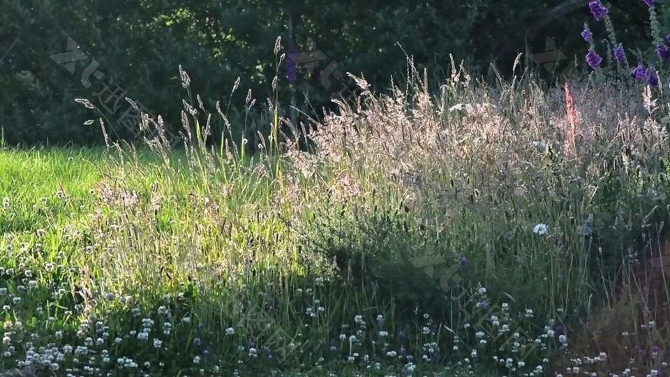 芦苇草草坪视频背景