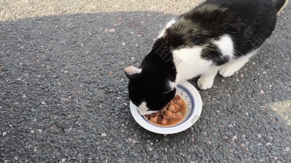 吃食物的小猫咪视频