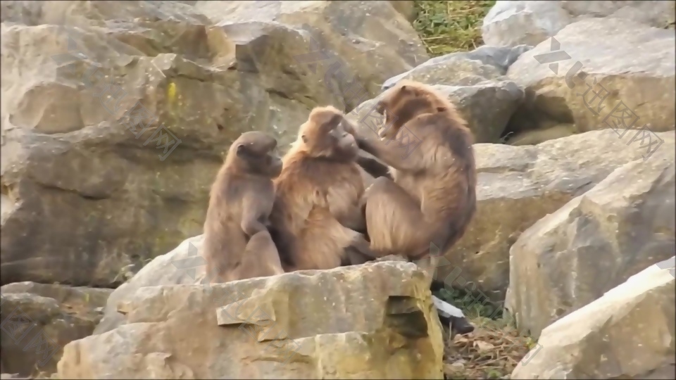 石头上的猴子视频