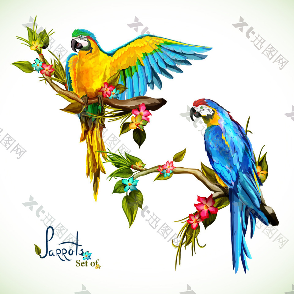 彩色美丽的鹦鹉插画