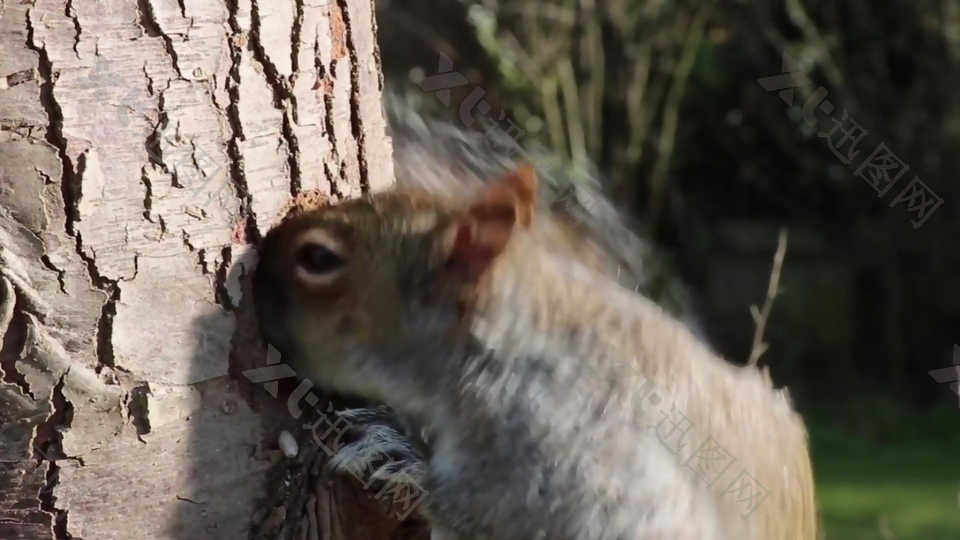 松鼠动物树干视频