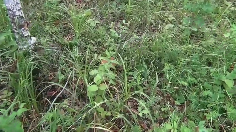 实拍草丛植物视频