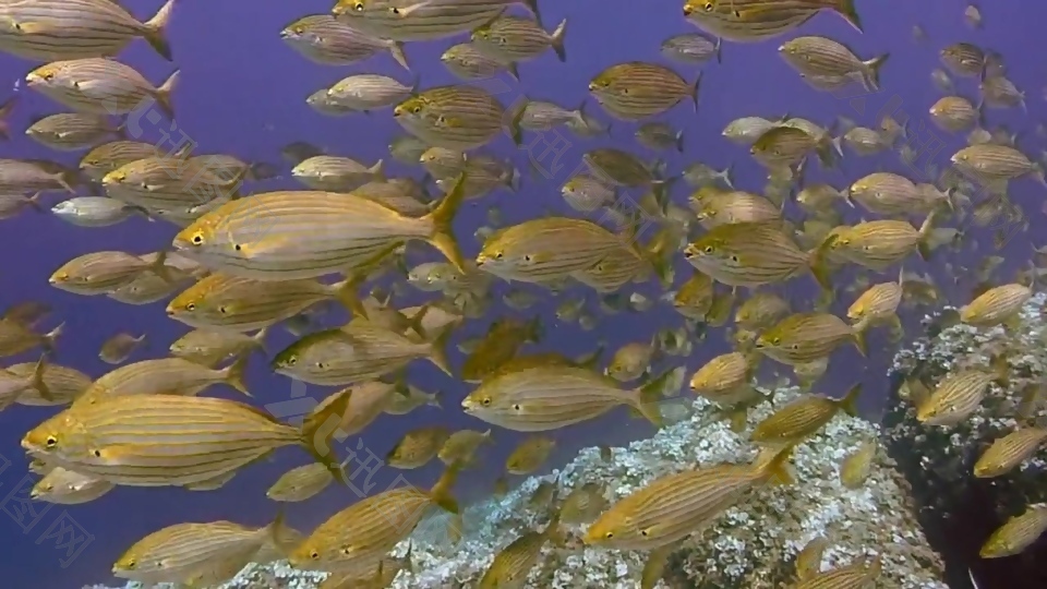 海底鱼群视频素材