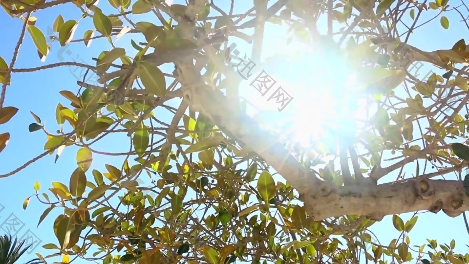 阳光树枝视频素材