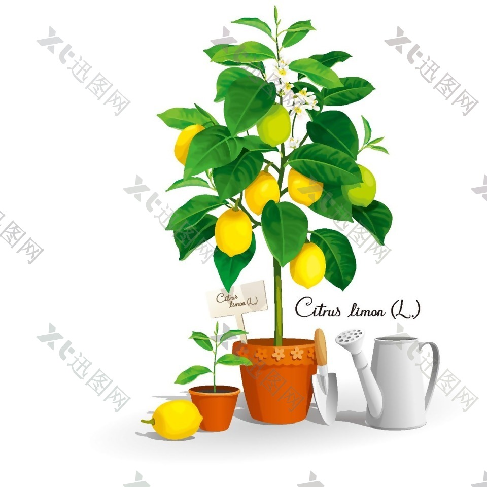 手绘柠檬盆栽元素