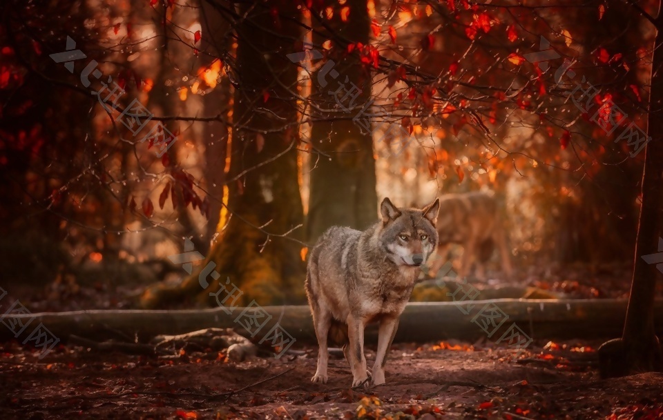 森林夕阳狼野生动物背景
