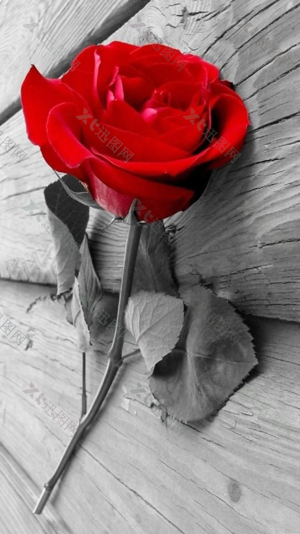 红色玫瑰花灰色木板H5背景素材
