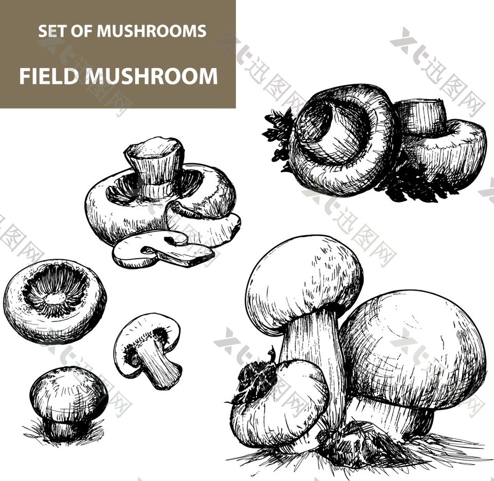 黑白手绘蘑菇插画
