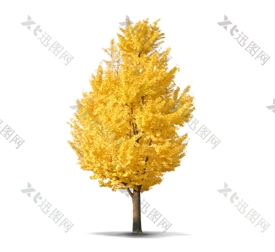 简约黄色树木秋意素材