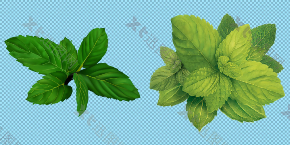 绿色新鲜薄荷叶子免抠png透明图层素材