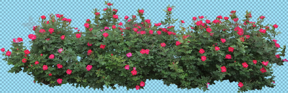 鲜红花灌木丛免抠png透明图层素材
