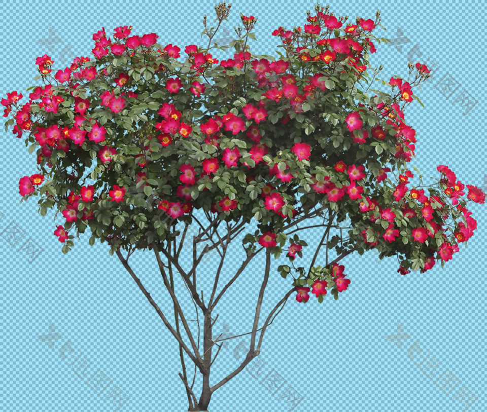 红花灌木免抠png透明图层素材