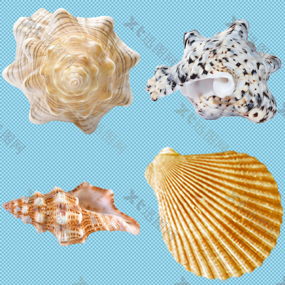 漂亮海螺壳免抠png透明图层素材