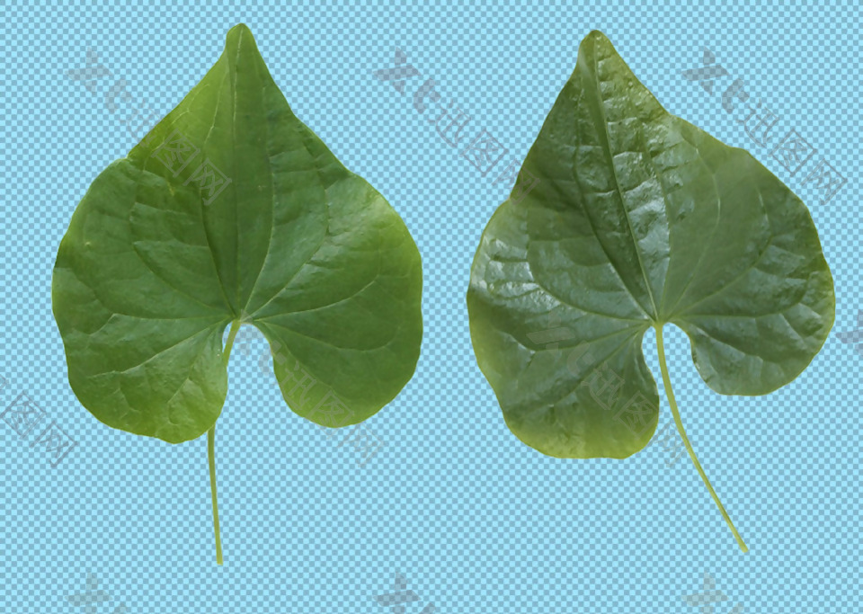 两片心形绿叶免抠png透明图层素材