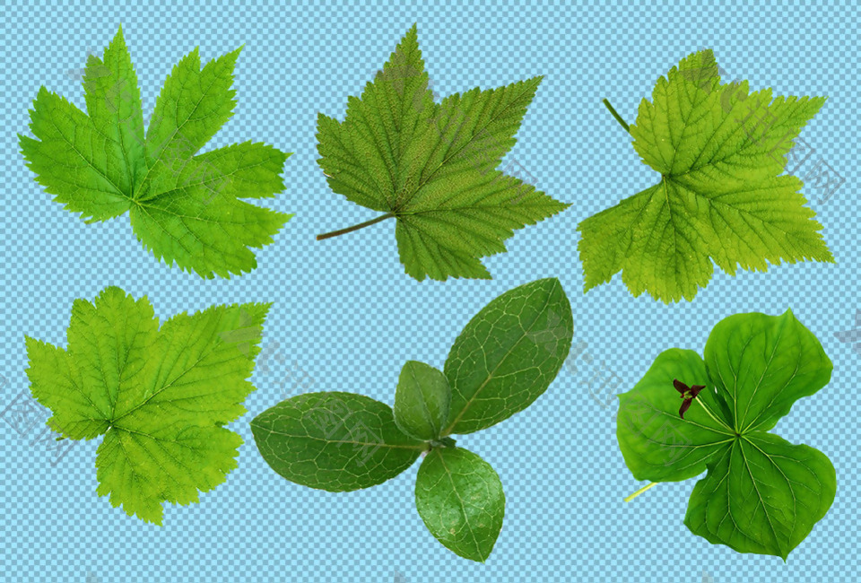 不同种类绿叶免抠png透明图层素材