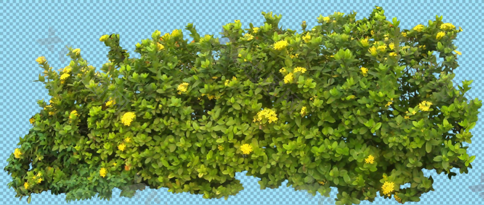 绿色灌木丛免抠png透明图层素材