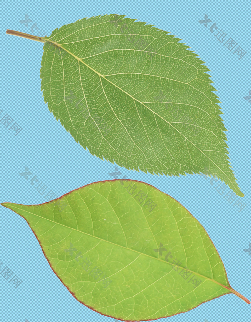新鲜绿叶免抠png透明图层素材