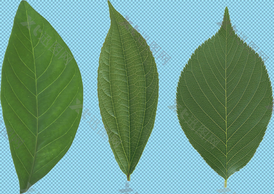 三片绿叶免抠png透明图层素材