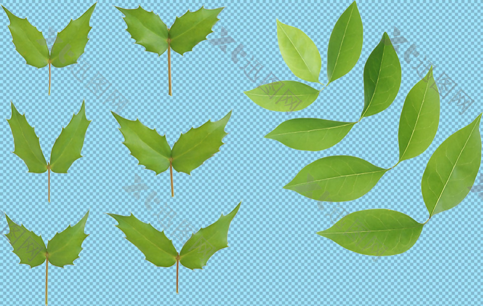 多片绿叶免抠png透明图层素材