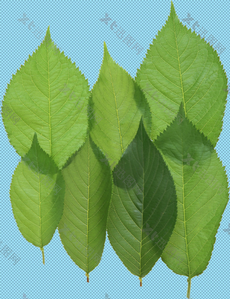 绿色树叶绿叶免抠png透明图层素材