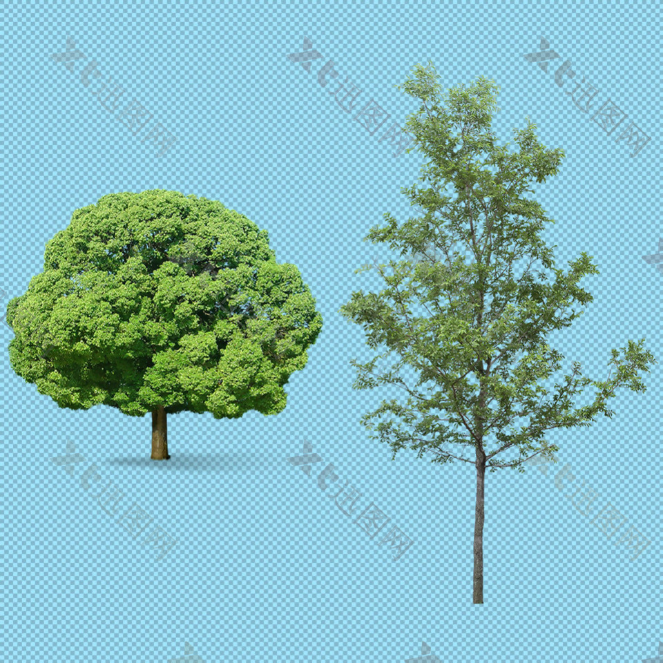 两棵绿色大树免抠png透明图层素材