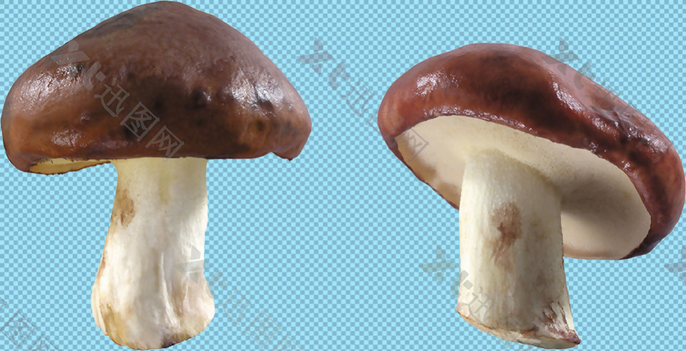 漂亮的蘑菇免抠png透明图层素材