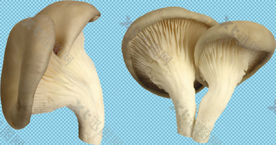 新鲜的香菇蘑菇免抠png透明图层素材