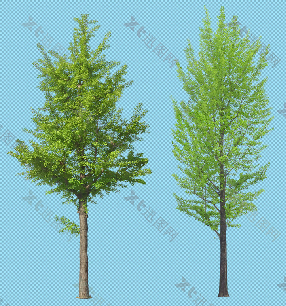 两棵高大的大树免抠png透明图层素材