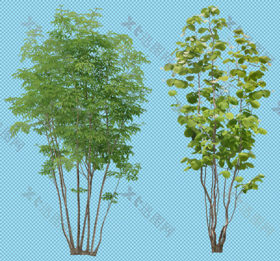两棵绿色小树免抠png透明图层素材
