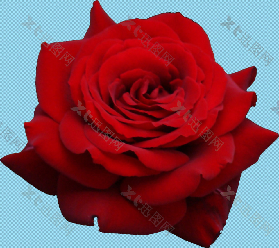 红玫瑰免抠png透明图层素材