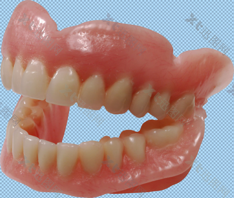 带牙龈的牙齿免抠png透明图层素材