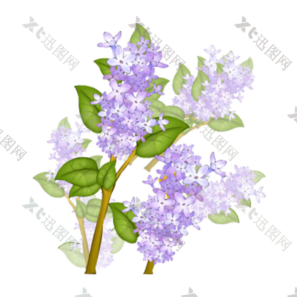 紫色紫荆花相框素材图片